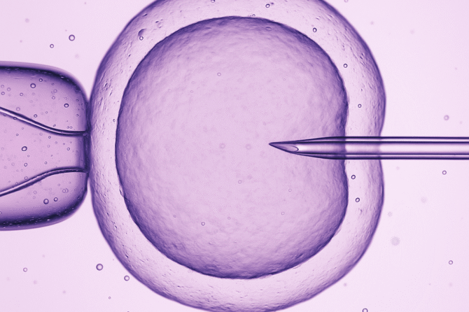 Morfologia fetal